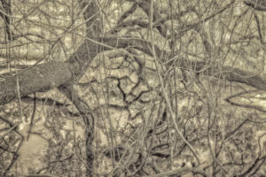 Cumberland Tangle of Branches